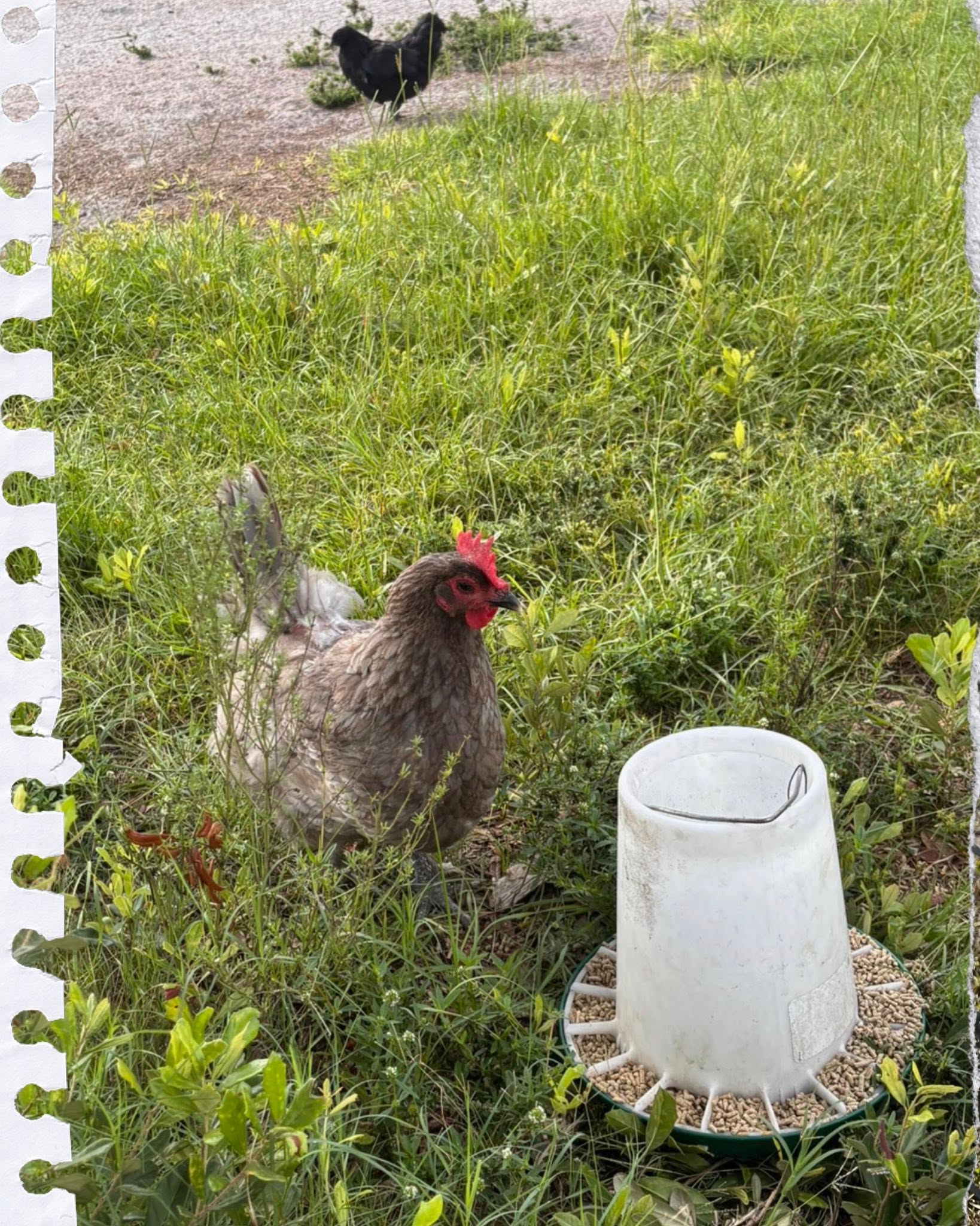 Chicken standing near a feeder in tall grass
